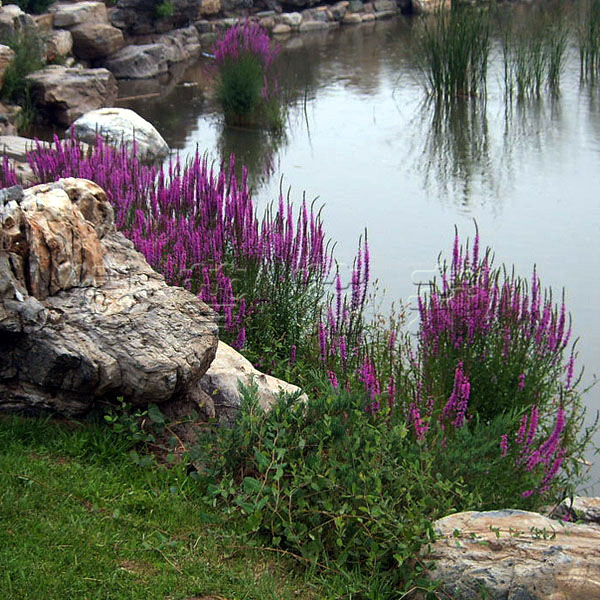 池塘水培水生紫色花卉湿地千屈菜花种子水柳河道鱼池水草多年生