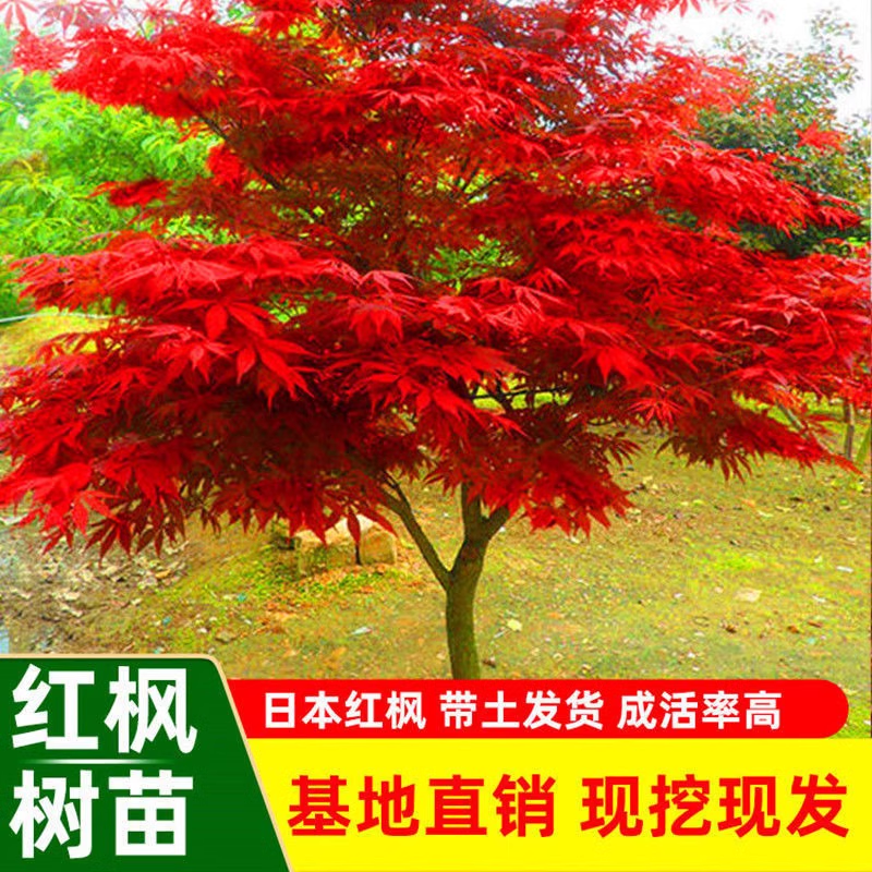 日本红枫树苗四季红舞姬室外耐寒枫叶盆景盆栽庭院绿化植物风景树
