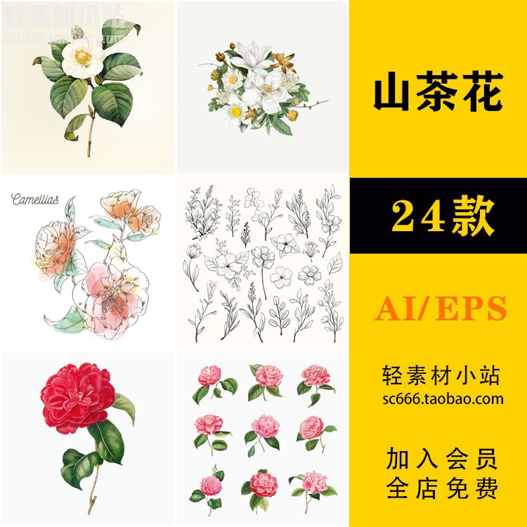 手绘水彩山茶花朵花卉工笔线稿植物插画壁纸 AI矢量设计素材 f60