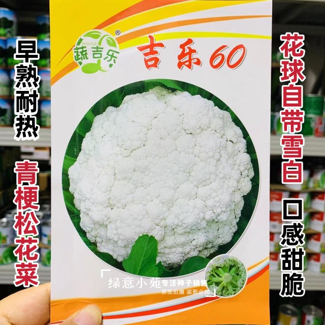 台湾品种吉乐60天青梗松花菜种籽可免盖球花菜种孑甜脆耐热特高产