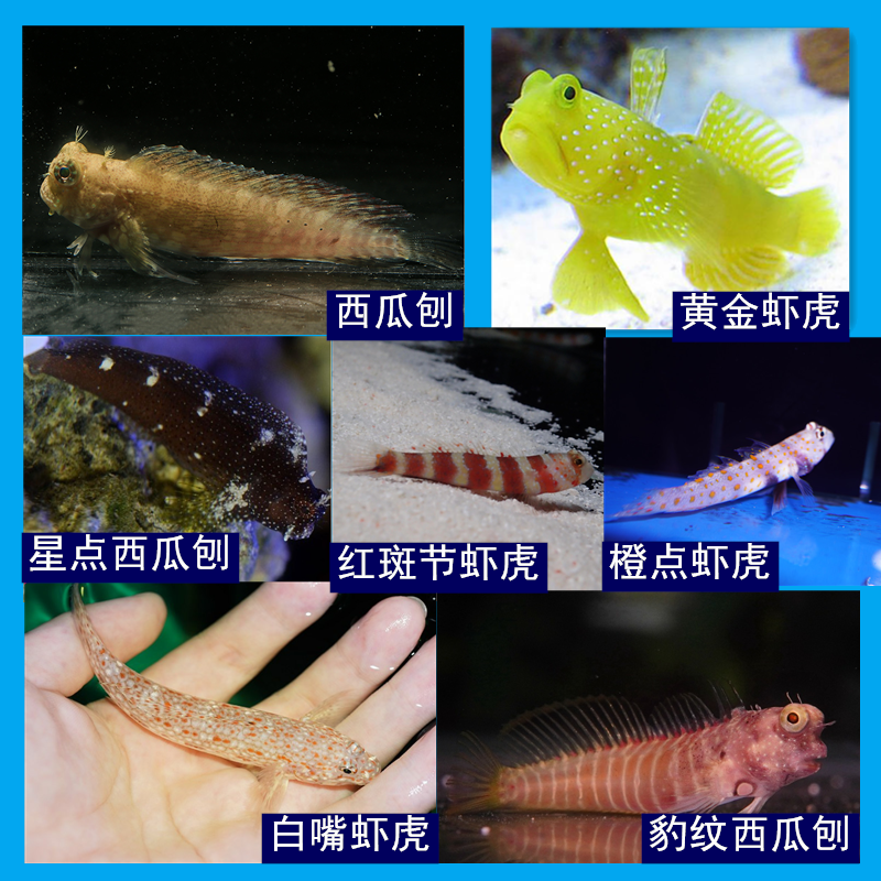 西瓜刨黄金虾虎双色虾虎小丑虾虎吃藻鱼豹纹巴士虾虎海水鱼观赏鱼