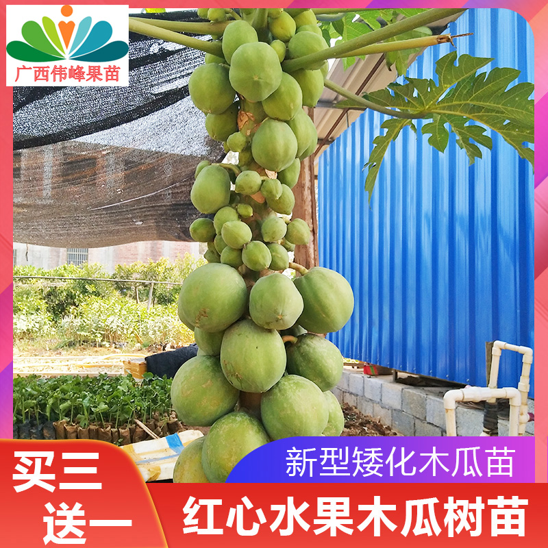 红心水果木瓜树苗新型矮化木瓜苗台湾夏威夷四季木瓜苗大青木瓜。