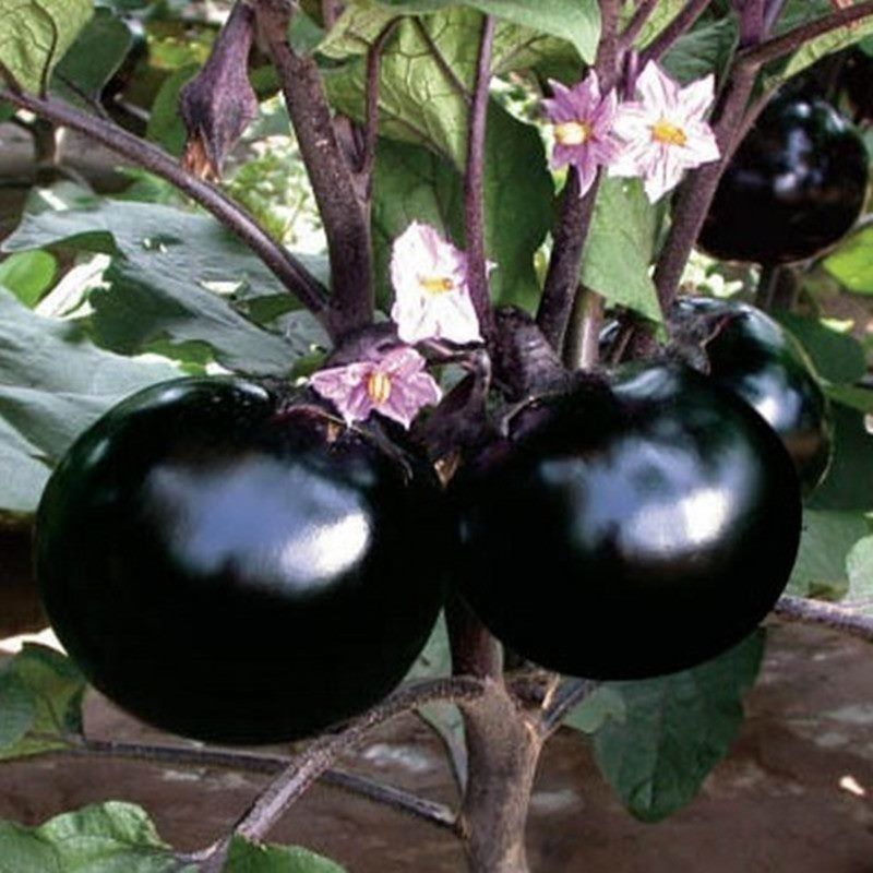 快圆茄子种子 特大紫黑圆茄种籽春夏播四季蔬菜种子庭院菜地盆栽
