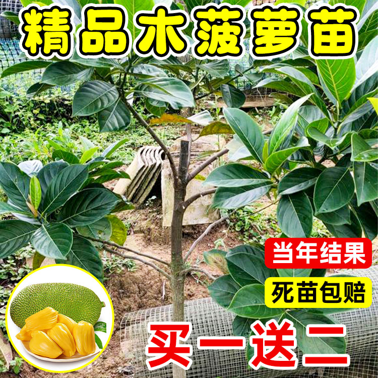 木菠萝苗泰国8号菠萝蜜树苗12号红肉四季黄肉榴莲蜜南方地栽盆栽