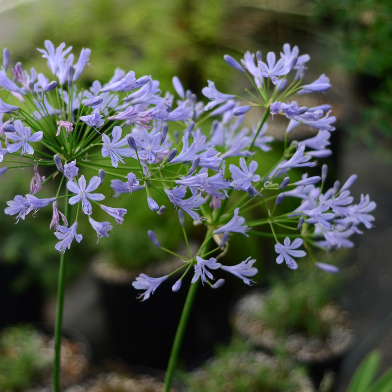 小园丁的夏日时光 小型百子莲 蓝色风暴花量大适合盆栽好养活植物