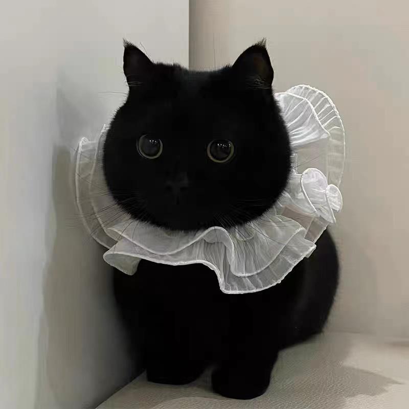黑孟买猫