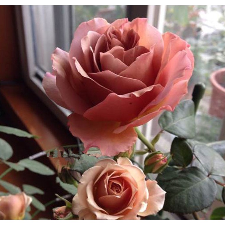 拿铁咖啡 灌木月季 复古花色 经典切花玫瑰 多季开花阳台花园盆栽