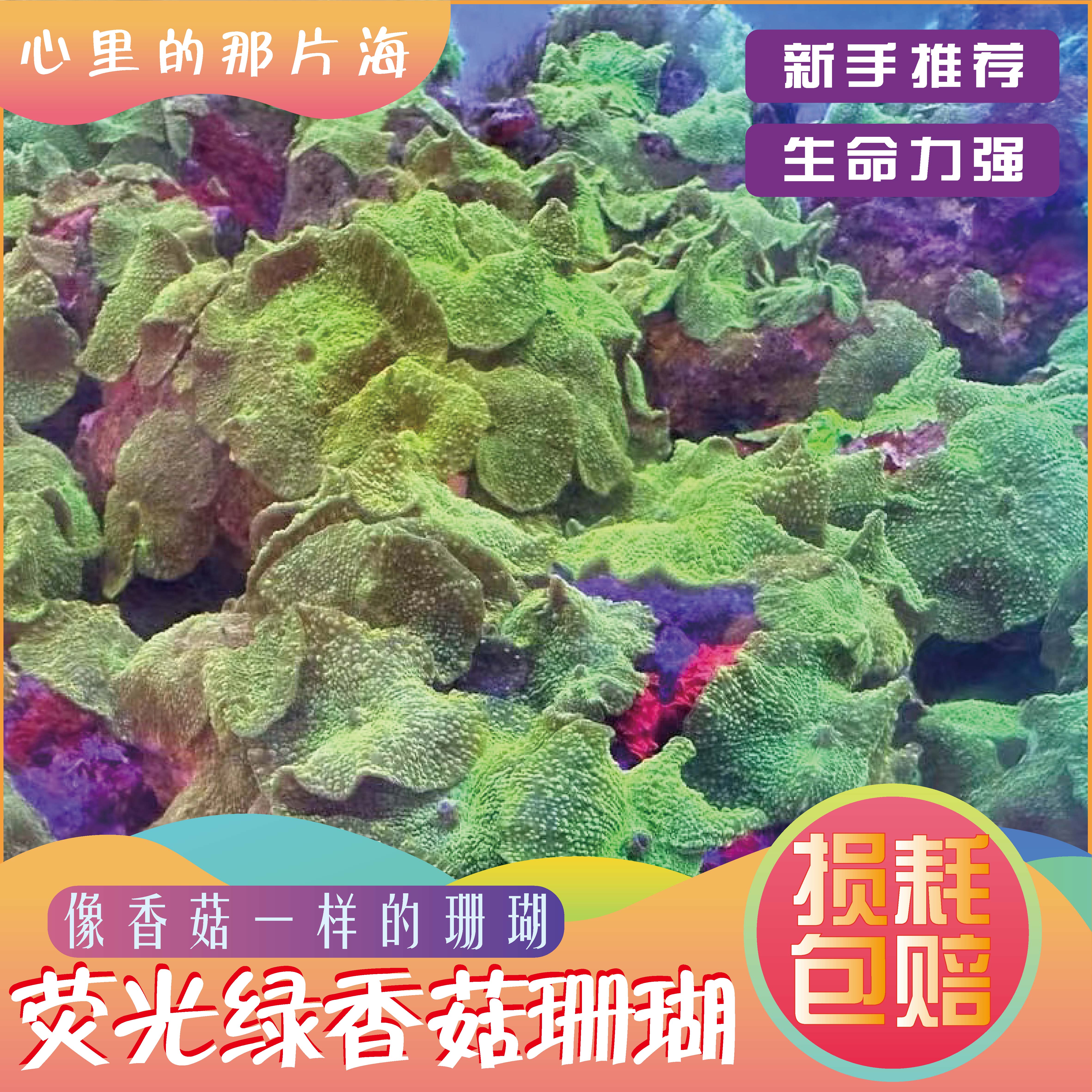 荧光绿香菇活体珊瑚海缸造景珊瑚海葵海草海星观赏海水小丑鱼尼莫
