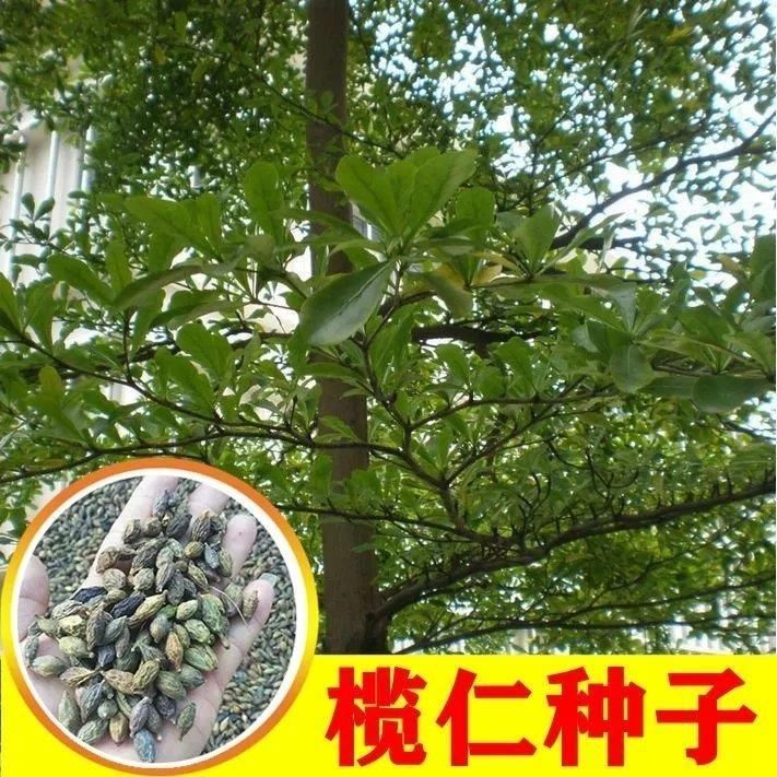 新采小叶榄仁种子 细叶榄仁种子 非洲榄仁种籽林木行道树种籽