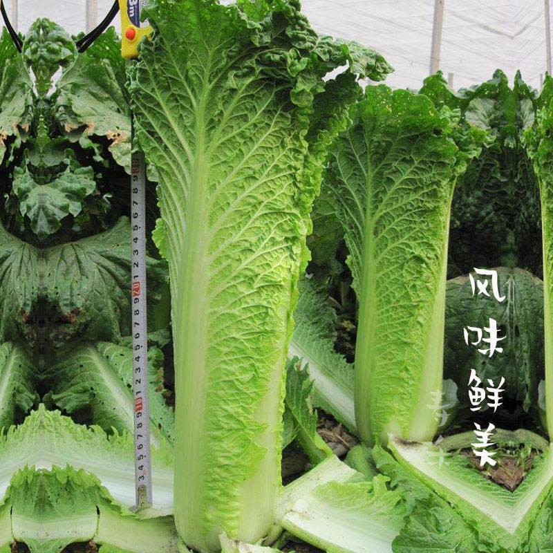 天津绿白菜