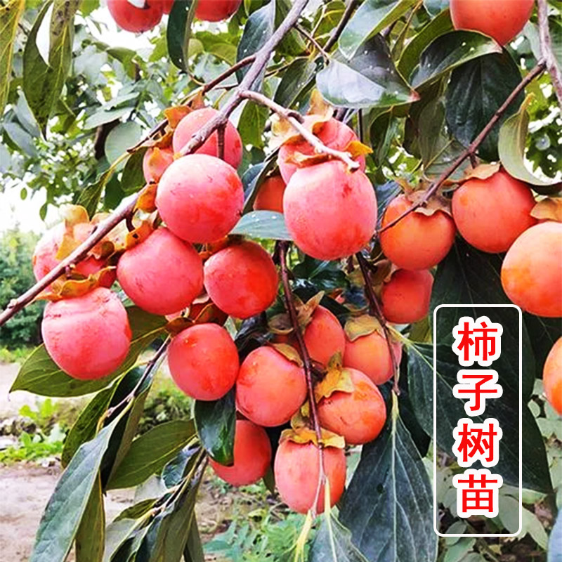 日本甜柿子巧克力脆甜柿子树庭院果树软柿子树果苗牛心柿子苗树