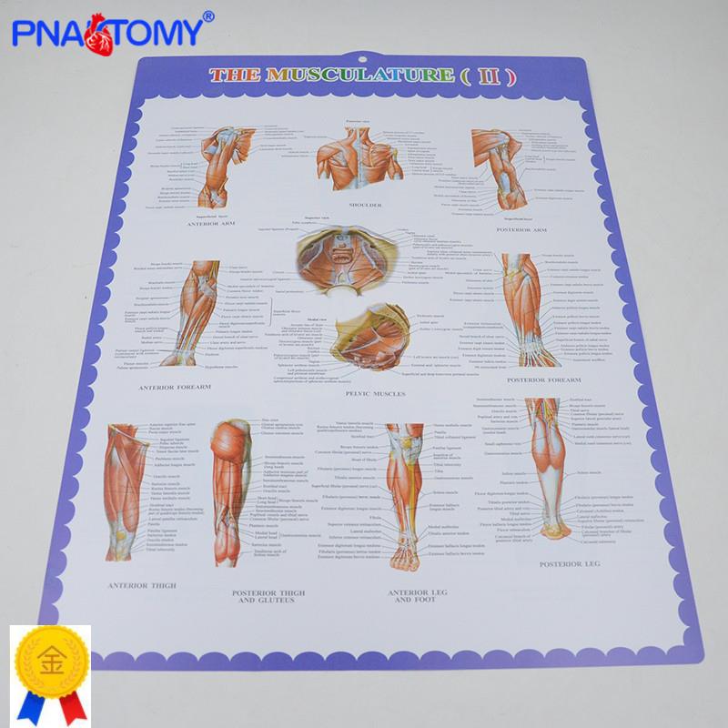 人体骨骼挂图肌肉解剖腿肌手臂肌肉胸大肌骨架脊柱海报画册挂英文