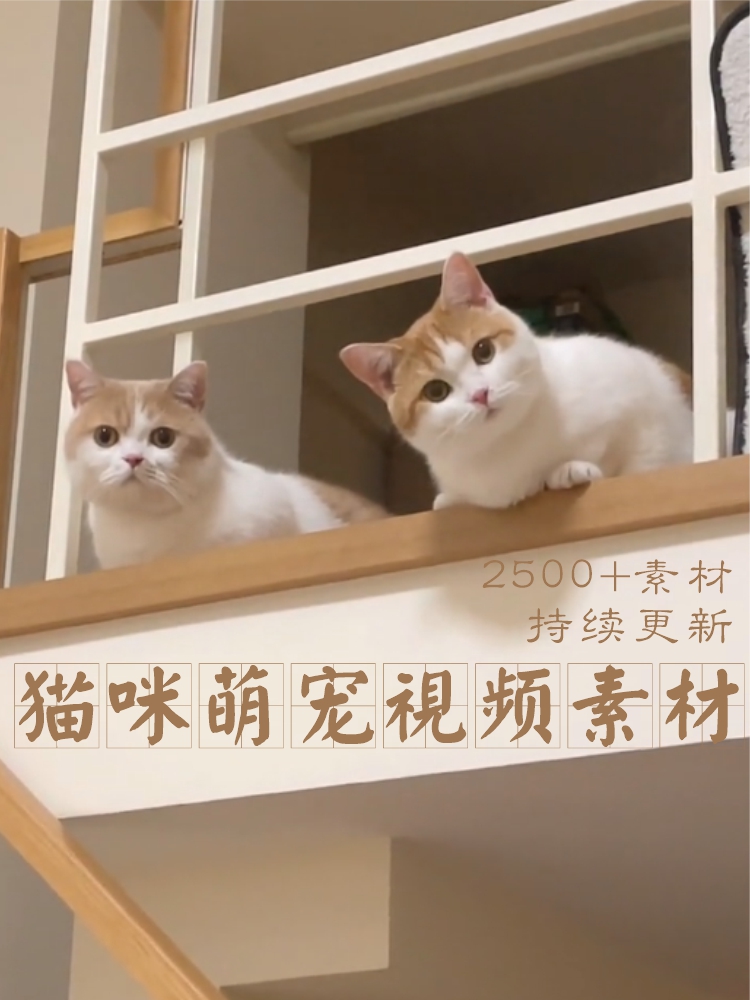 猫视频素材猫咪搞笑视频剪辑高清图片宠物自媒体可爱萌宠专辑素材