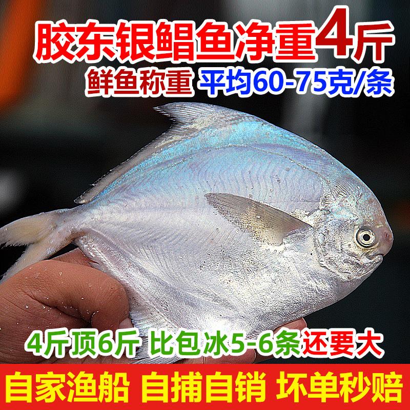 新鲜银鲳鱼4斤海鲜活水产金深海白鲳平鱼镜鱼海扁鱼东渤黄海