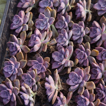 紫乐紫珍珠碧桃多肉植物组合拼盘盆栽室内夏季好养防辐射净化绿植