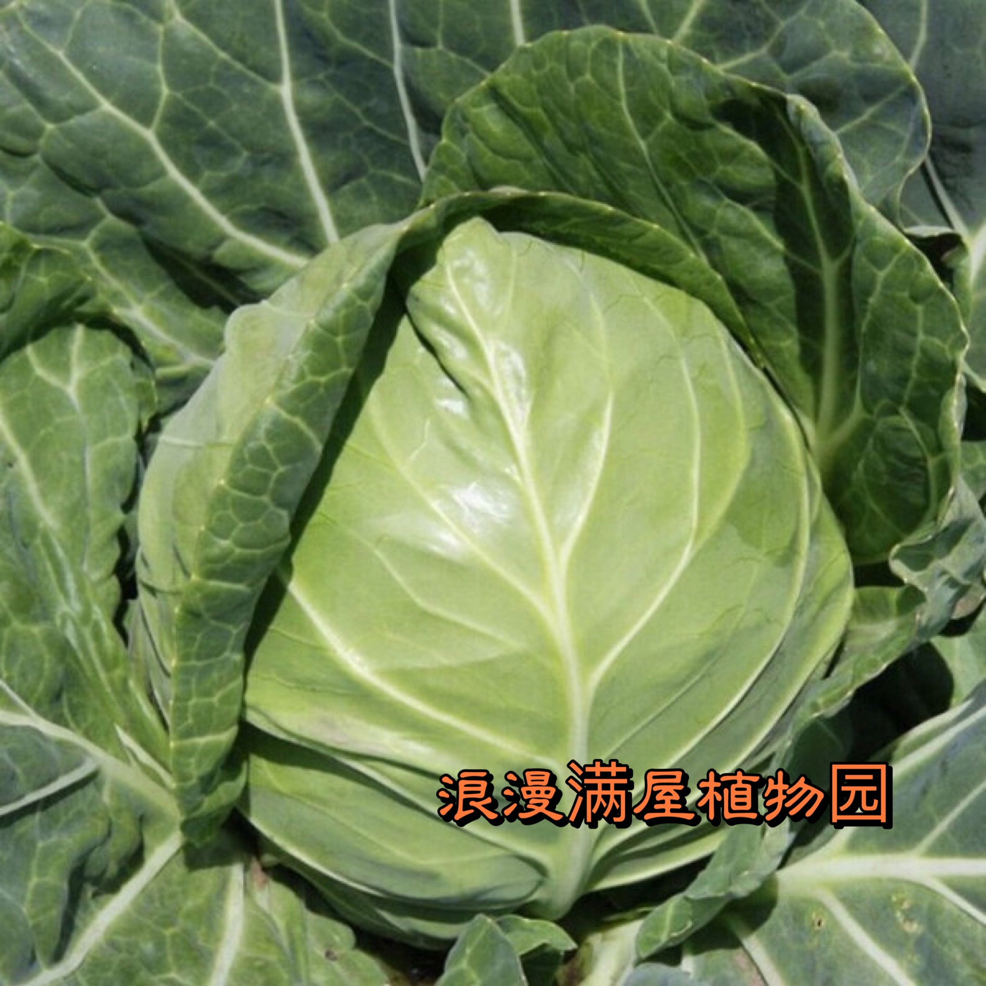 农家传统甘蓝种子高丽菜包菜圆白菜苗土种子老品种非转基因可留种