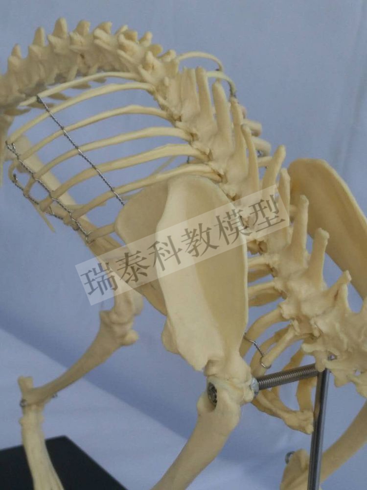 猫骨骼模型真实倒模逼p真骨架组装动物骨骼标本宠物店兽医头骨关