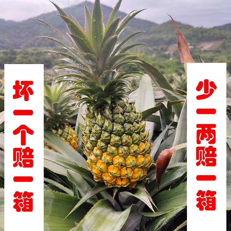 【5斤中果】丫髻山下种植场中山神湾菠萝 凤梨