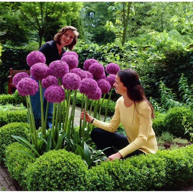 大花葱荷兰进口种球耐寒花卉盆栽植物庭院地栽大葱花球根四季易活
