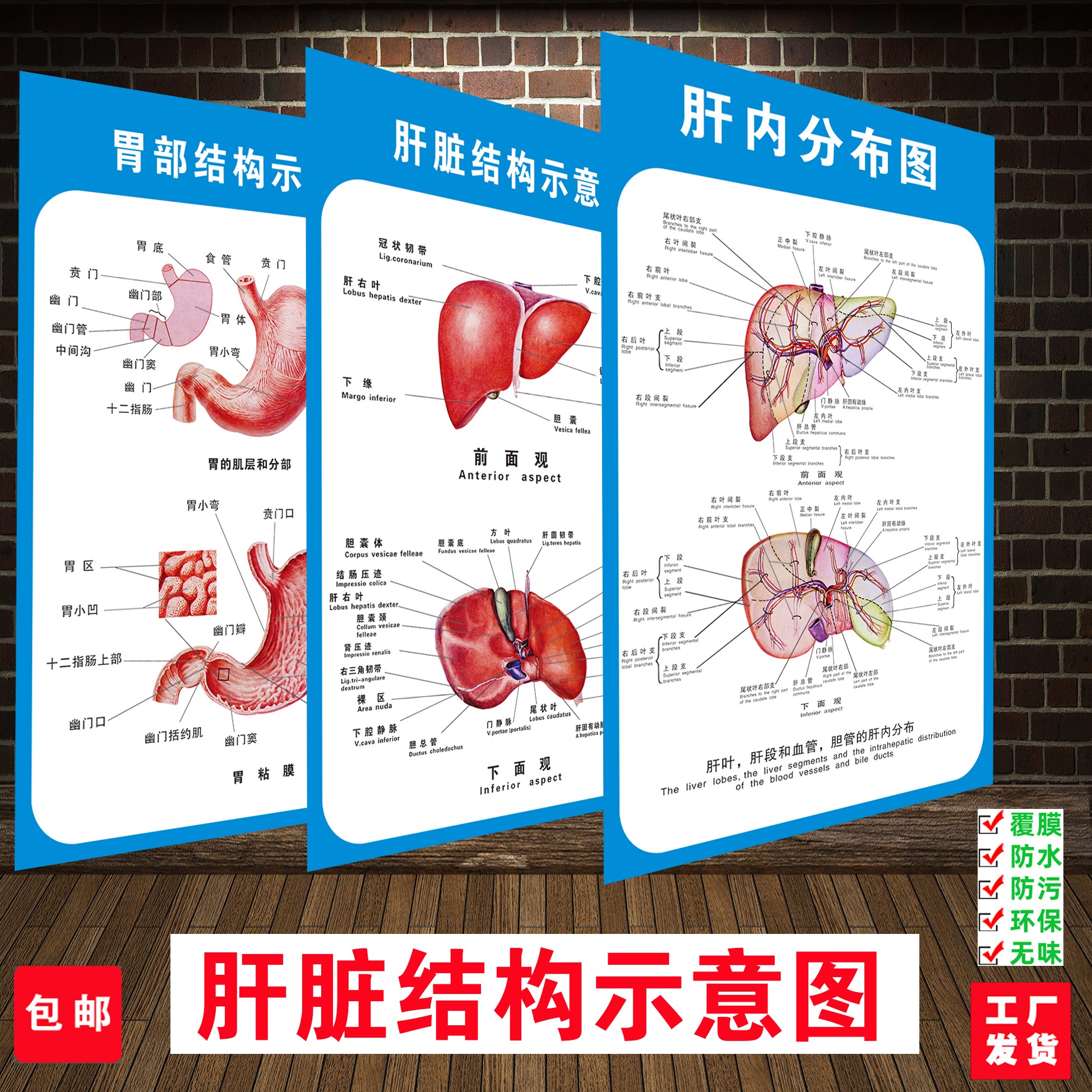 人体内脏肝脏消化胃肠系统结构示意图医学宣传画医院布置海报墙贴
