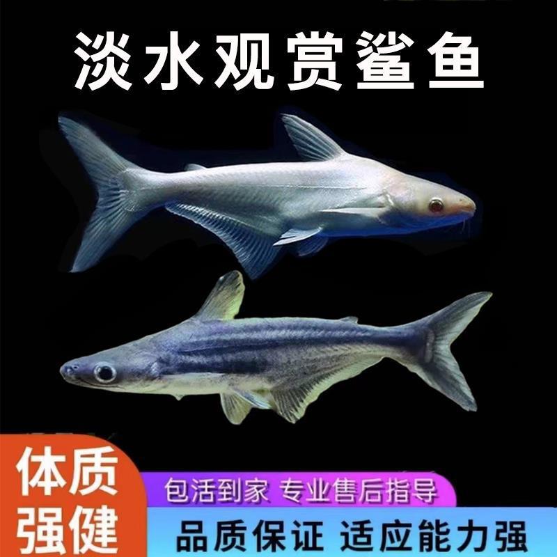 淡水蓝鲨观赏鱼热带鱼清道夫清洁鱼大型鱼龙鱼配鱼白化鲨鱼活体