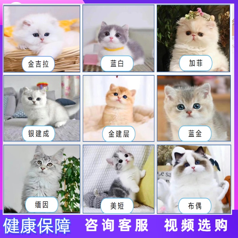 猫咪品种图片