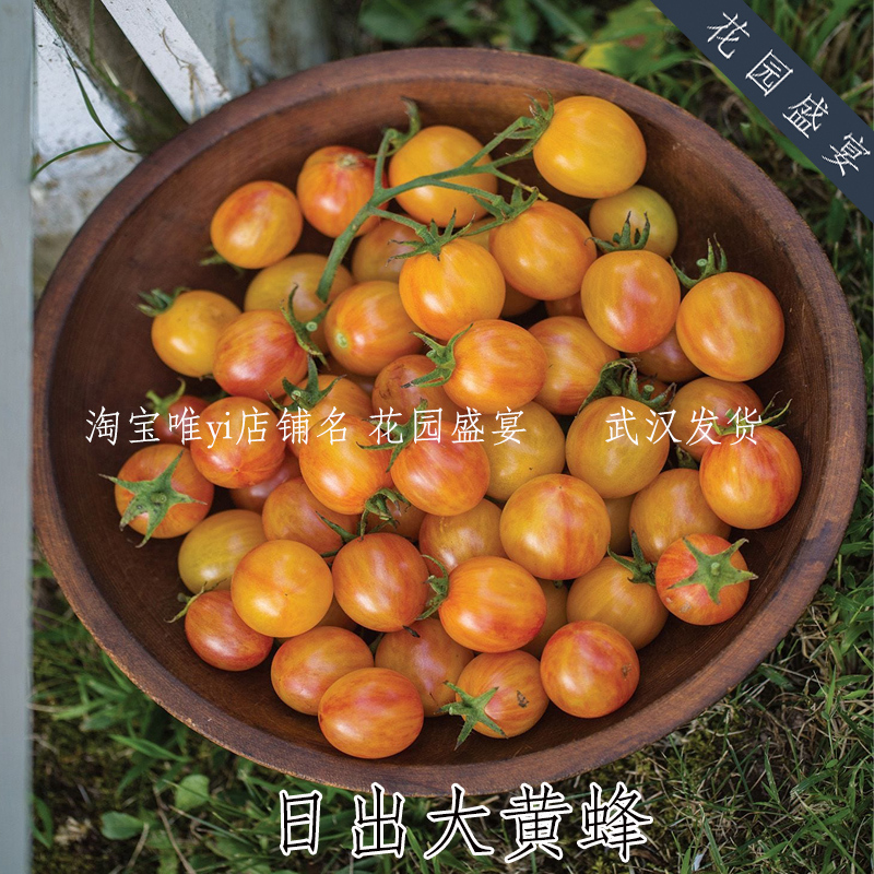 有机可留种番茄3粒种子日出大黄蜂/热带日落美国传家宝老品种甜