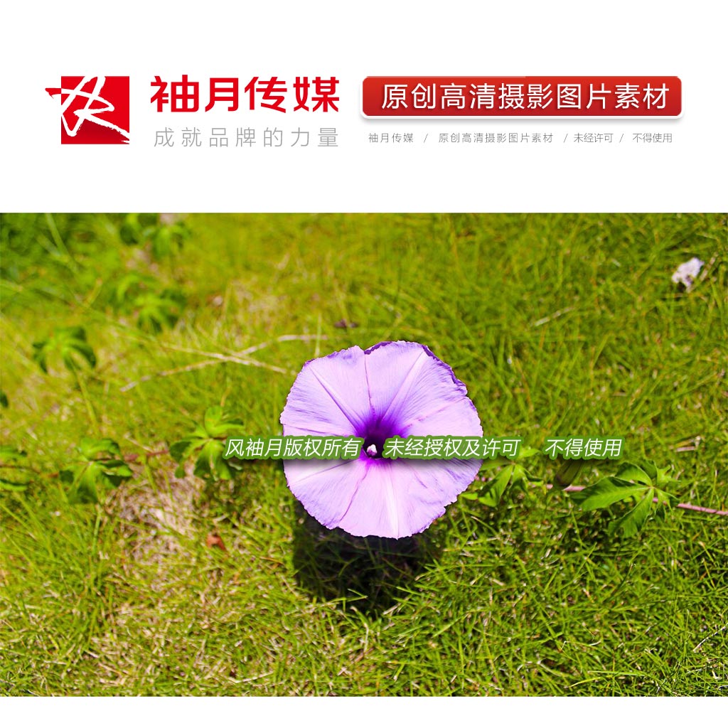 1张五爪金龙花朵特写高清摄影图片植物花草绿地背景高清图片素材