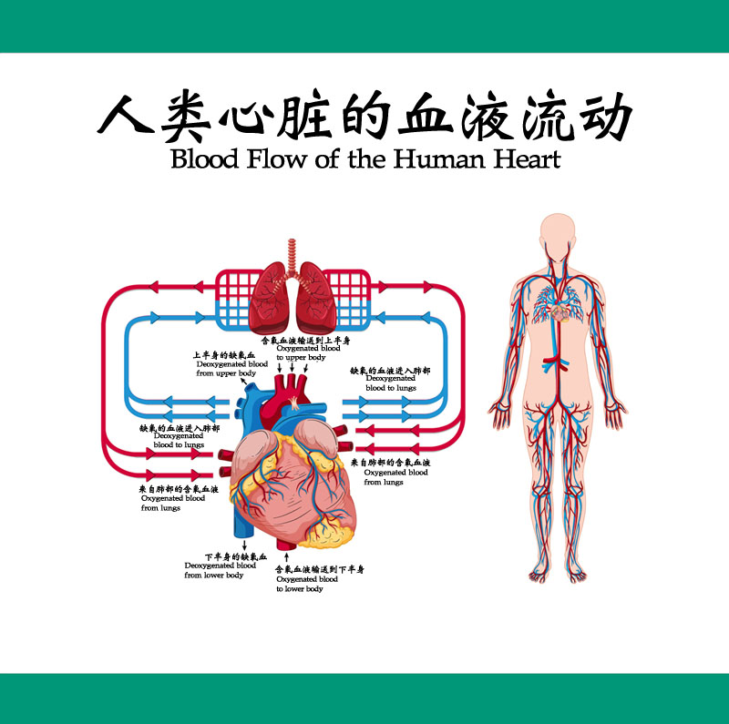 M769医学人体类心脏的血液流动图解剖分析图解墙贴图1929海报印制
