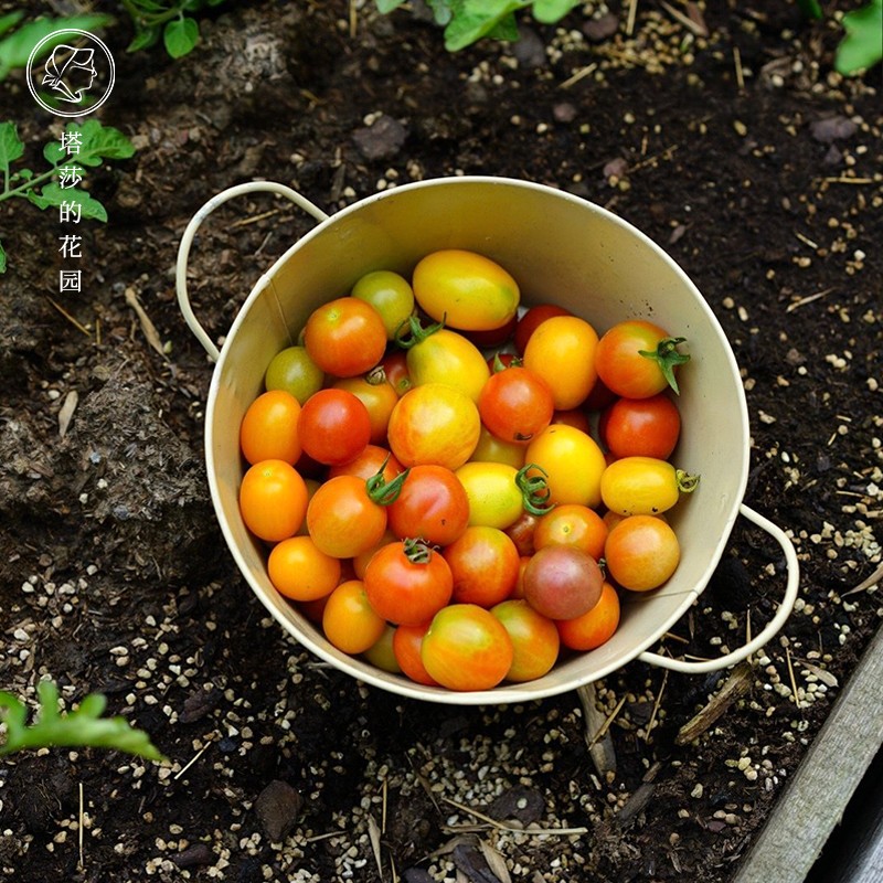 塔莎的花园蔬菜绿叶番茄花椰菜种子种苗小西红柿圣女果阳台种四季