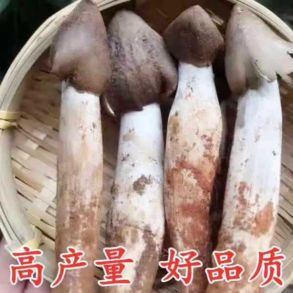 鸡枞菌原种 子菌包高产白蚁菌伞把菇三塔菌鸡肉菌夏至菇四季可种