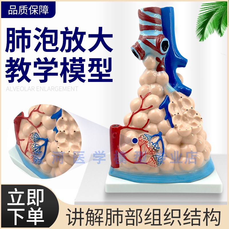医学 人体肺泡模型 肺部放大模型 肺泡展示模型 肺部教学模型