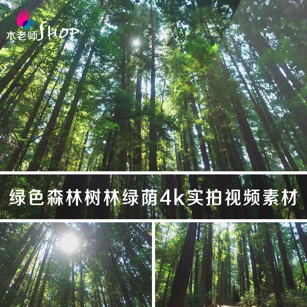 绿色森林树林绿荫丛林实拍视频素材阳光穿透茂密茂盛参天大树植物