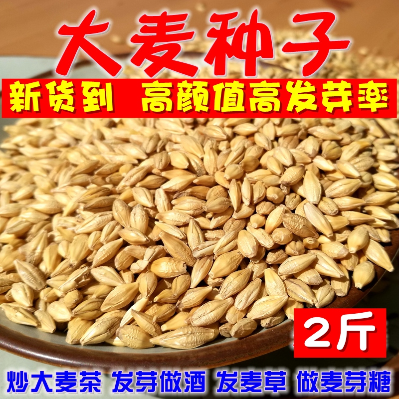 新农家带壳生大麦粒5种子做麦芽糖大麦苗2斤榨汁炒大麦茶酿酒麦子