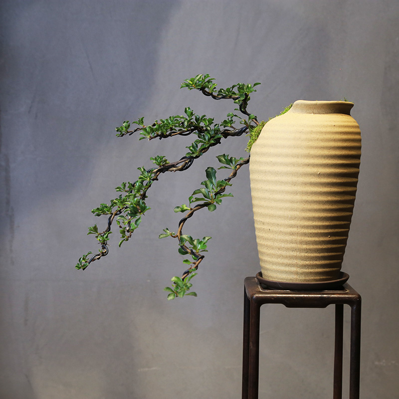 造型日本红花一号长寿梅观花观果植物悬崖造型中式盆栽茶室小植物