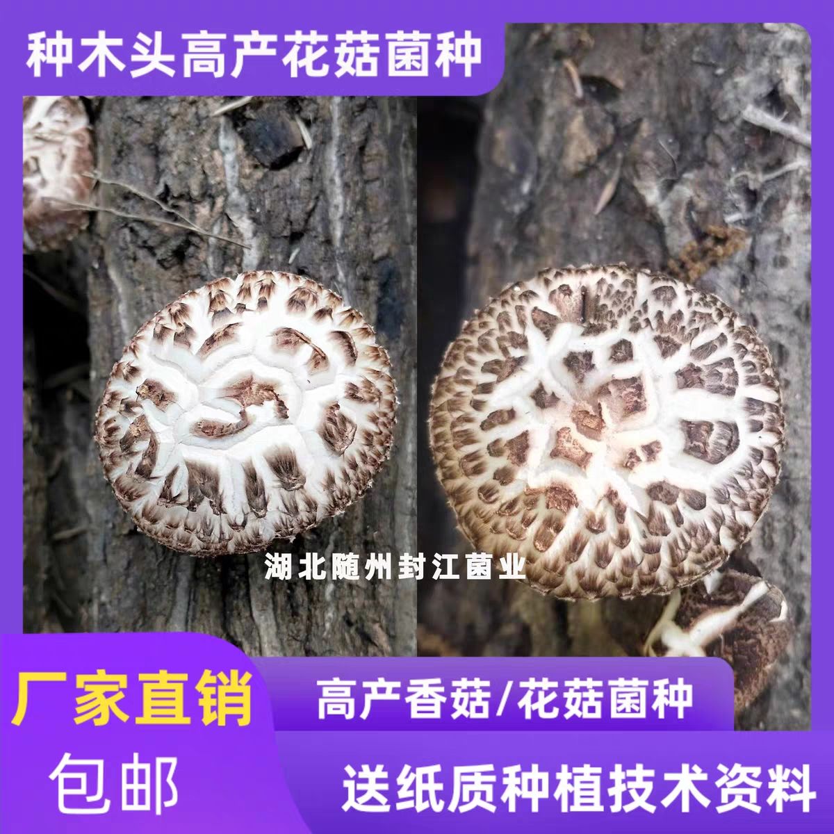 段木花菇菌种种在木头上的花菇菌种香菇种子菌种原种椴木香菇种子