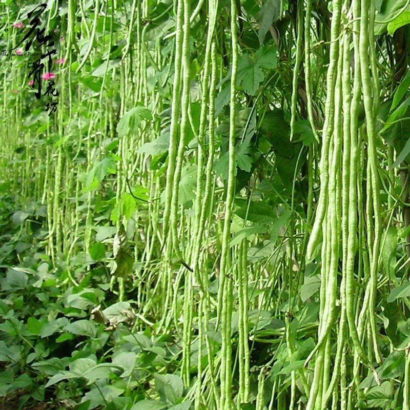 长豆角种子爬藤豇豆种子架豆地栽种植农作物种籽适合春天种的蔬菜
