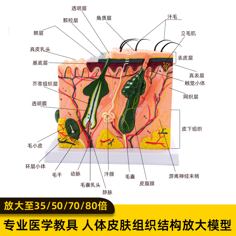 人体组织解剖