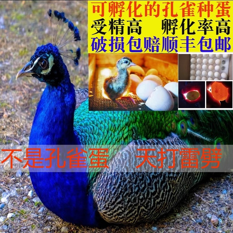 蓝白花孔雀蛋受精可孵化种蛋受精孔雀蛋可食用宠物活体小孔雀