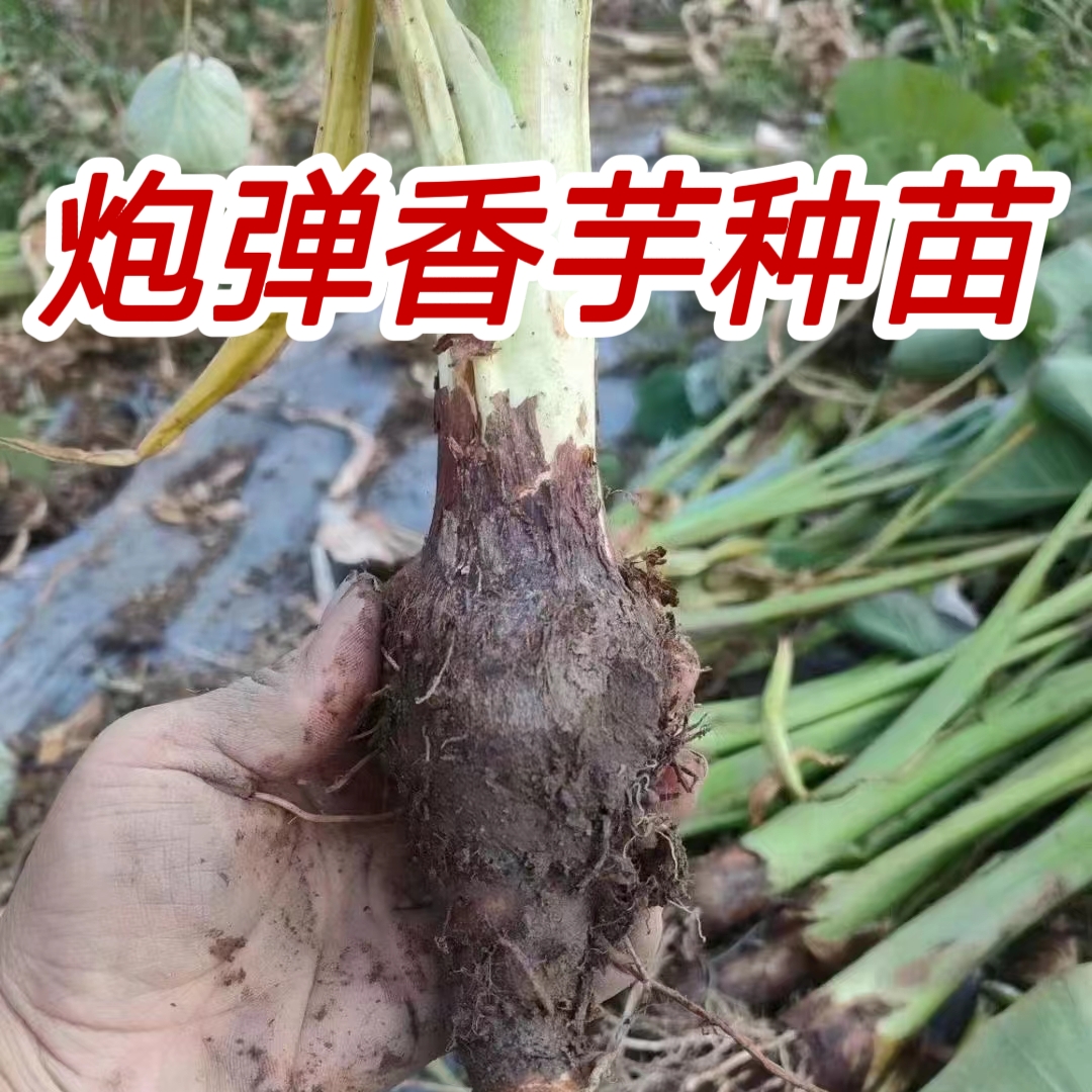 种苗炮弹香芋可种植带苗带根张溪芋头蔬菜种子韶关乐昌特产