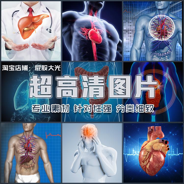超大超高清图片大脑心脏肝脏肠胃脾肺部模型创意人体器官组织素材