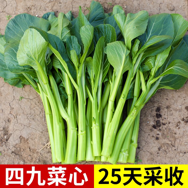 四九菜心种子耐热夏季菜苔盆栽广东本地青菜种籽菜种四季蔬菜孑甜