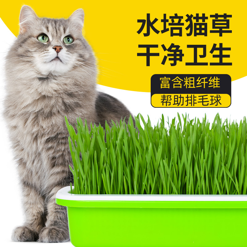 小麦草种子猫草种籽孑大麦芽苗菜苗无土栽培水培土培猫薄荷草盆栽