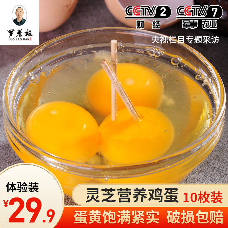 江西省寻乌县老罗老板灵芝营养鸡蛋10枚装农家自养土鸡蛋