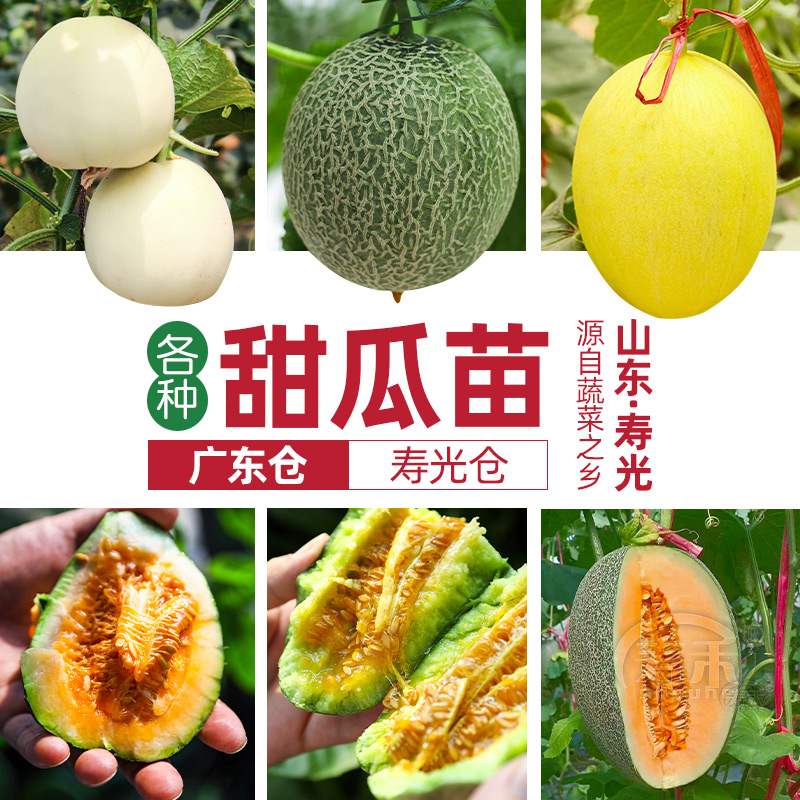 瓜种大全四季甜瓜种籽种子苗秧绿宝羊角蜜香瓜哈密瓜孑密菜子种