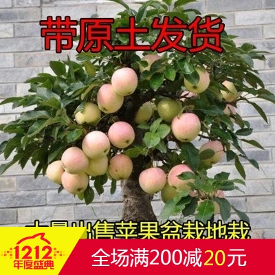 矮化盆栽带果苹果树果苗红富士冰糖心红肉室内阳台南北方种植盆景