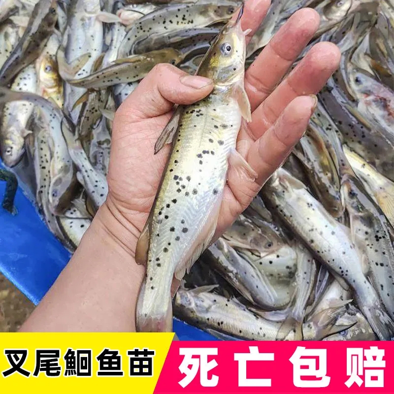 叉尾鮰鱼苗斑点活体西江钳鱼淡水养殖江团包活梭边鱼优质大尺寸