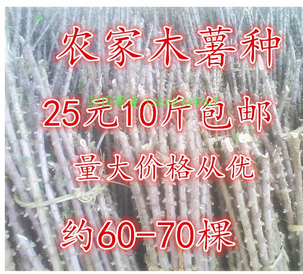 广西容县面包木薯种茎 甜木薯种子 中山海南木薯种苗 10斤装包邮