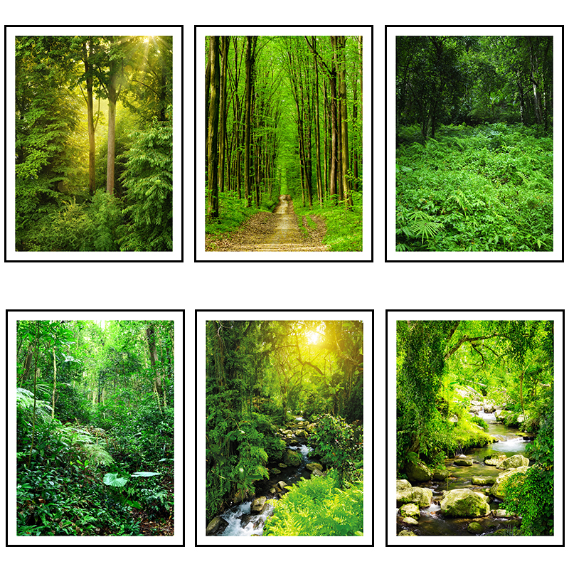 风景树林图片