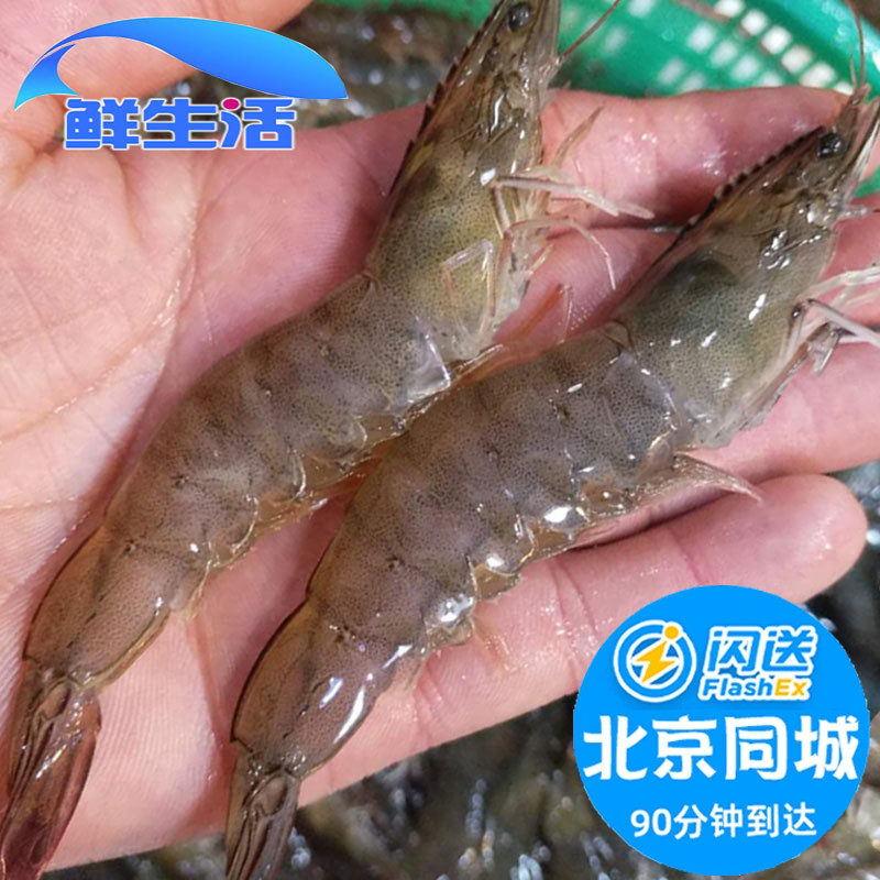 北京闪送 500g 鲜活海白虾 明虾 新鲜对虾 非基围虾 海鲜水产现货